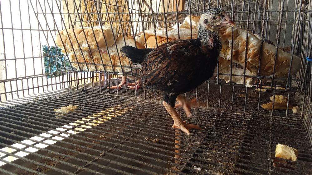 Pintos de raça cornish várias idades .