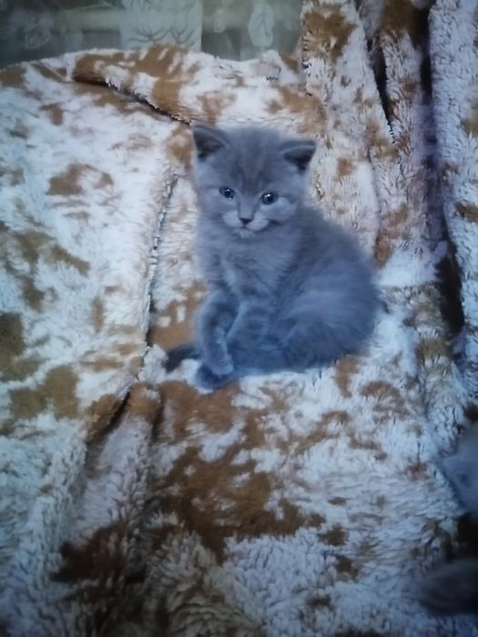 котики шотландские