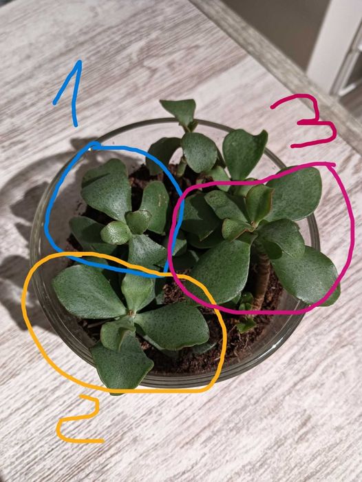 Planta Jade (Crassula ovata) propagada – Suculenta resistente