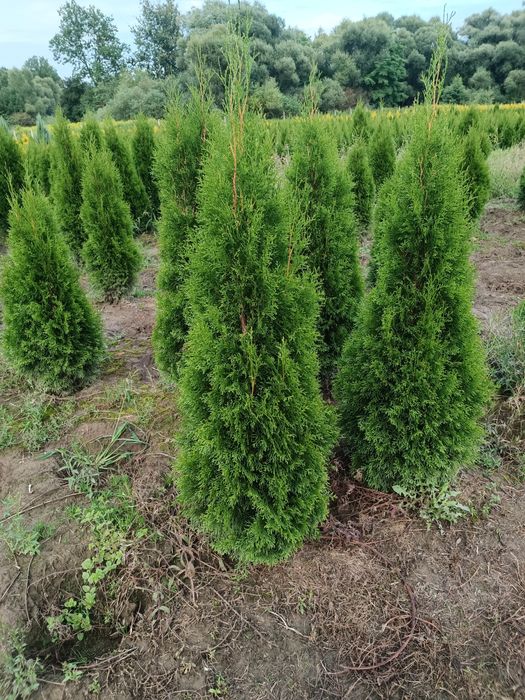 Tuja szmaragd 120 cm