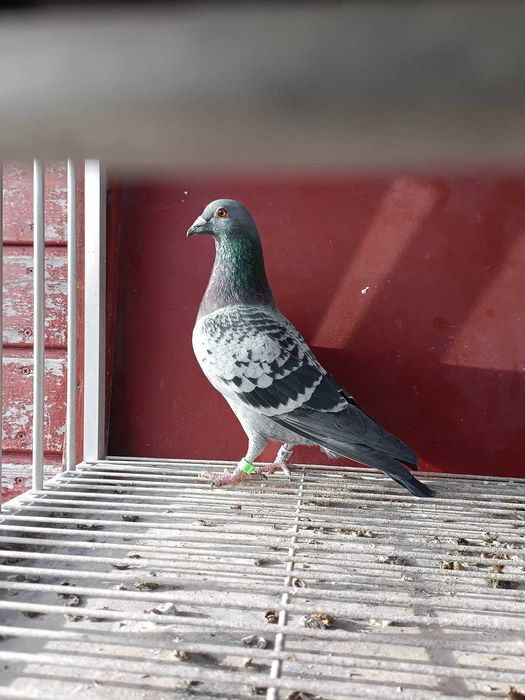 Sprzedam gołębie pocztowe po org. Puttmann.