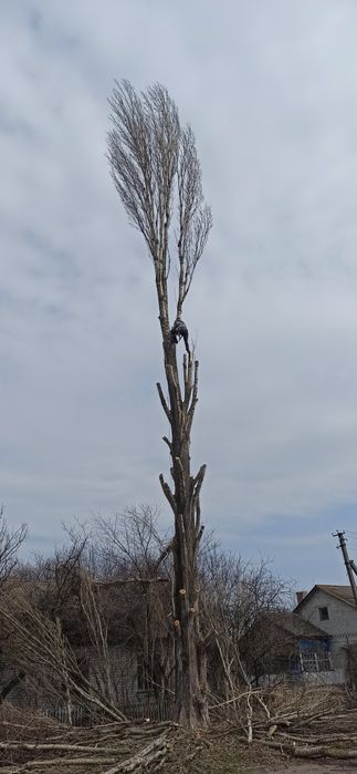Спилювання дерев