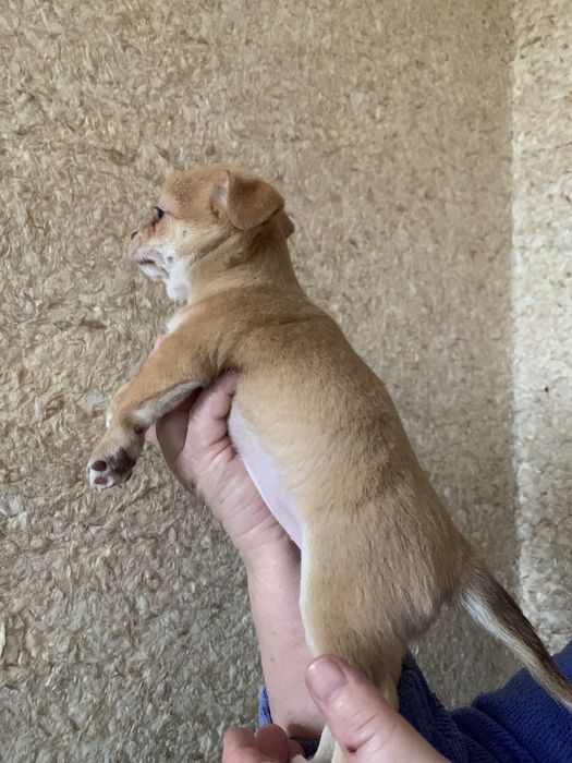 Щенята чихуа дівчатка