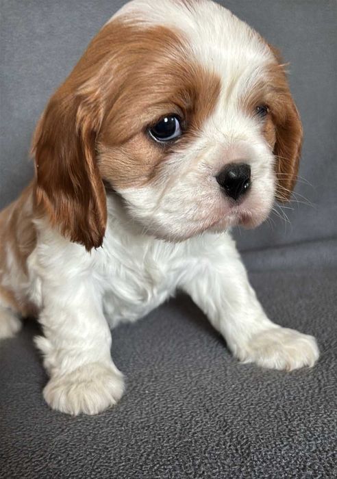 Cavalier King Charles Spaniel suczka