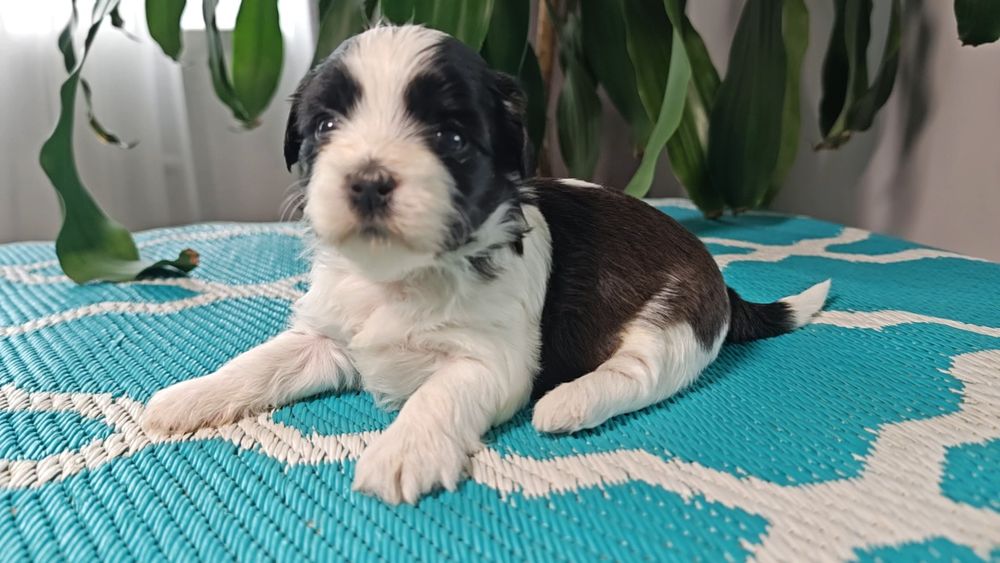 Hawańczyki słodka Dejlunia