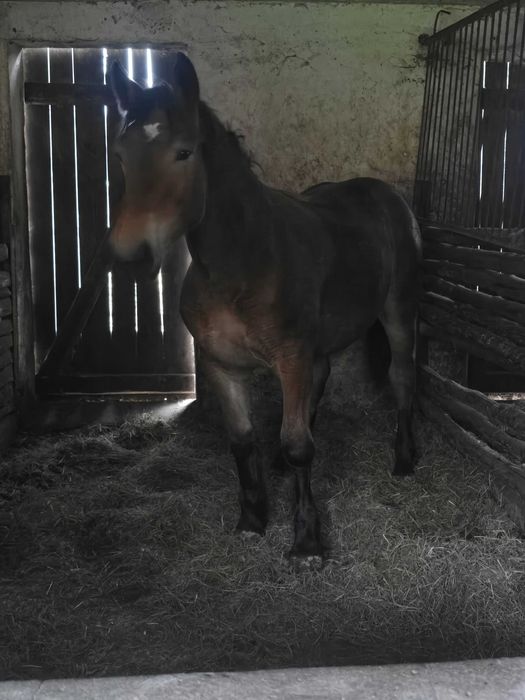 Sprzedam źrebice