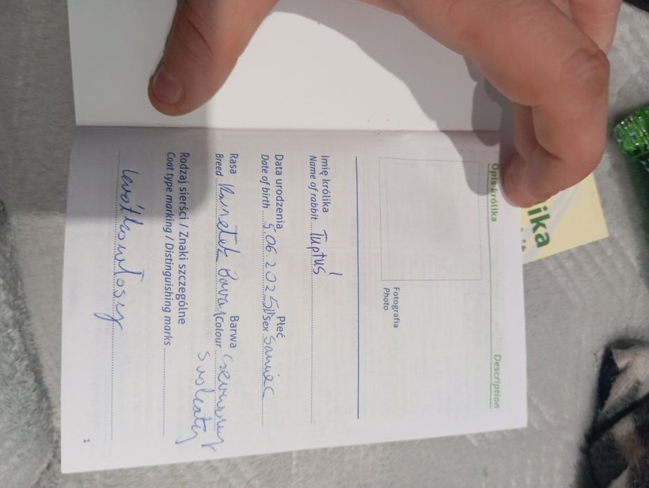 Królik miniaturki/karlowate