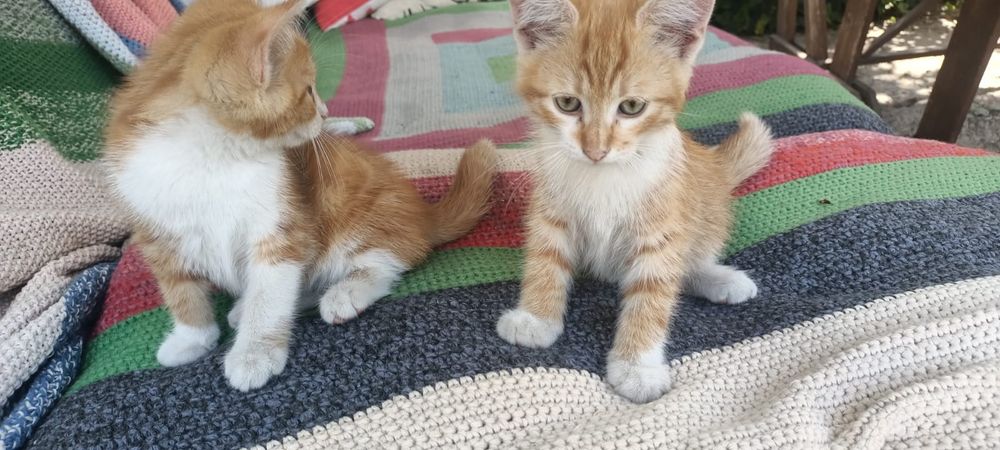 Рыжие котята в семью