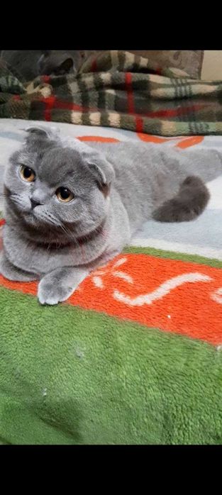 Шикарная голубая кошечка скоттиш фолд