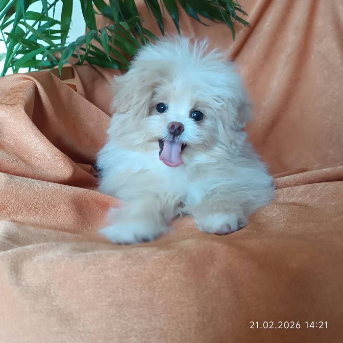 Супер  маленькая девочка помапу  4 мес.