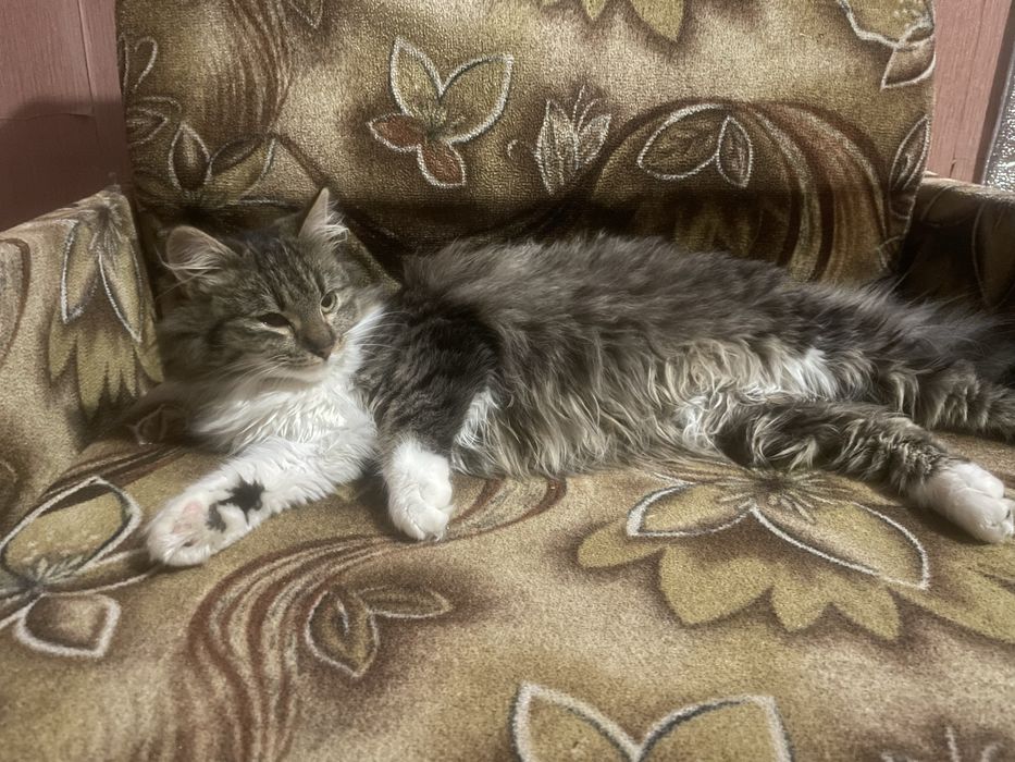 Кішечка киця котик
