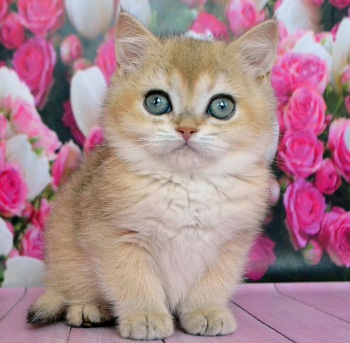 Британские золотые шиншиллы ( девочка)