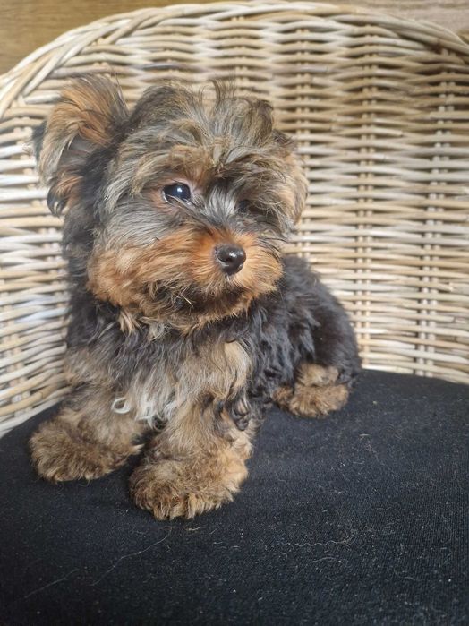Yorkshire Terrier Piesek
