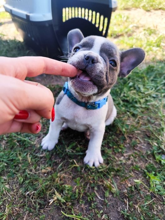 Buldog Francuski BLUE z rodowodem