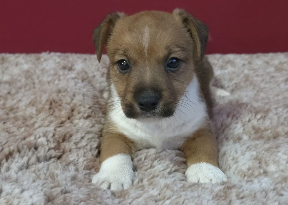 Jack russell terrier( Macho)