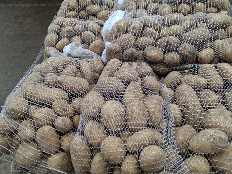 Ziemniak jadalny catania / melodia