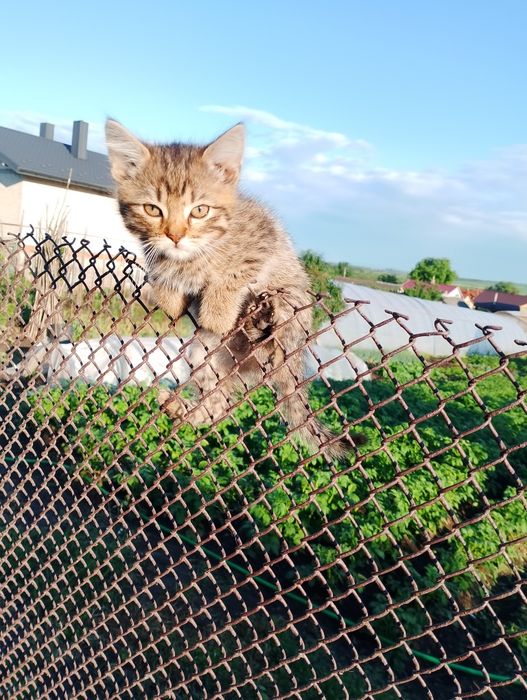 Відомо котиків в добрі руки