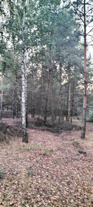 Działka 2,83 ha z lasem (66 lat) i samosiewem | Rumoka, pow. mławski – nienaruszony drzewostan - View 4