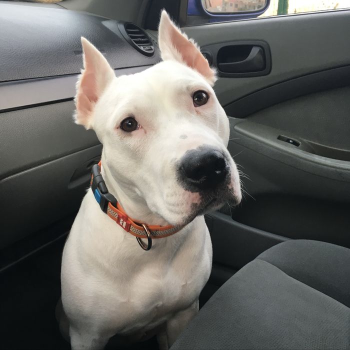 Американский стаффордширский терьер ( амстаф , стаффорд ) отдам