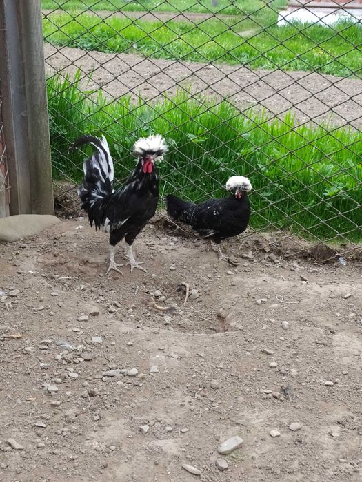 Голандська білохохлова (білочуба)