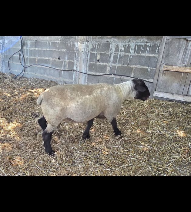 Venda ou troca de Borrego crusado suffolk