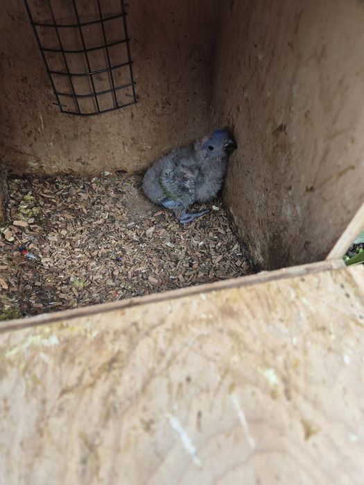 lori molucano  para criar a mão