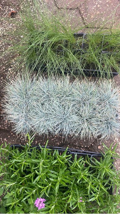 Festuca azul.