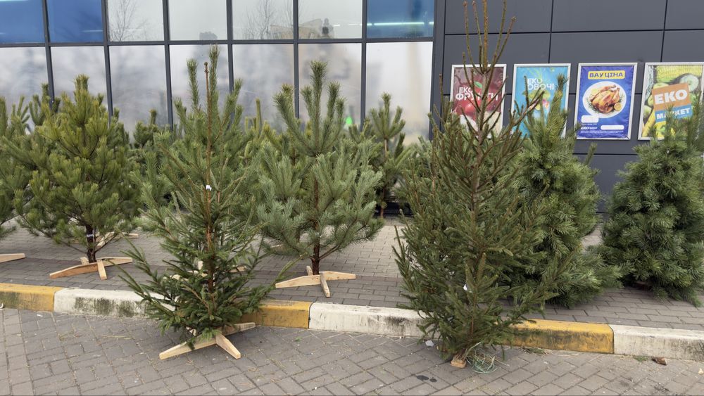 Новорічні ялинки, сосни