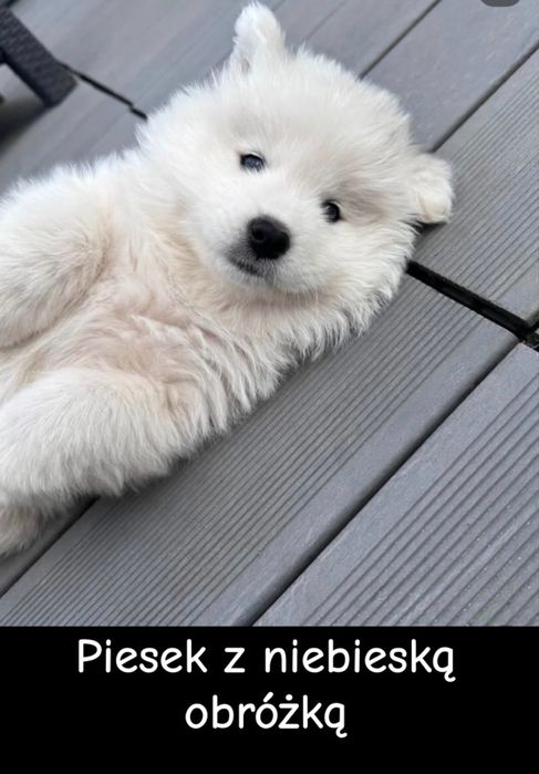 Szczeniaki Samoyed gotowe do odbioru