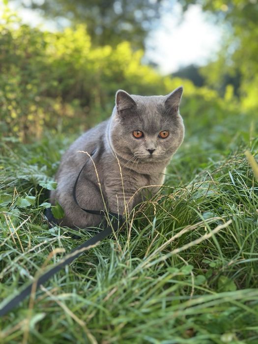 Котик для вʼязки, британець