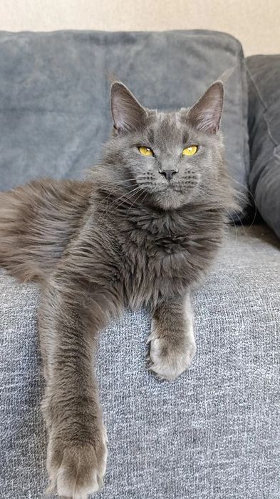 Кошечка породы Мейн Кун