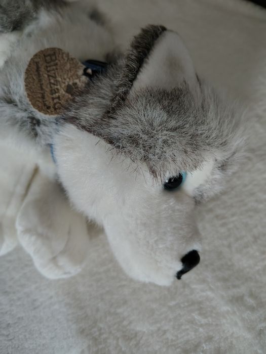 Pluszak pies husky Blizzard Kell Toys