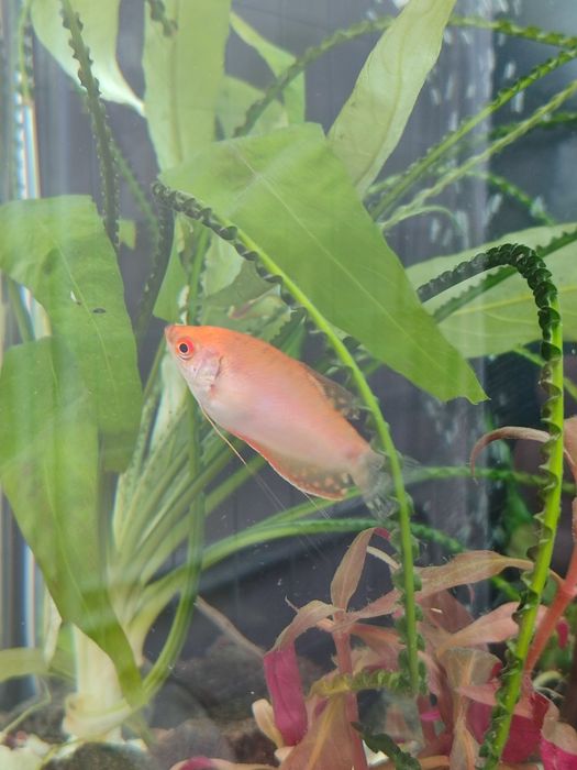 Віддам дві Гурамі Золоті. Мирна дуже красива рибка