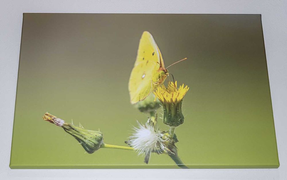 Telas fotográficas de natureza para decoração (várias dimensões)