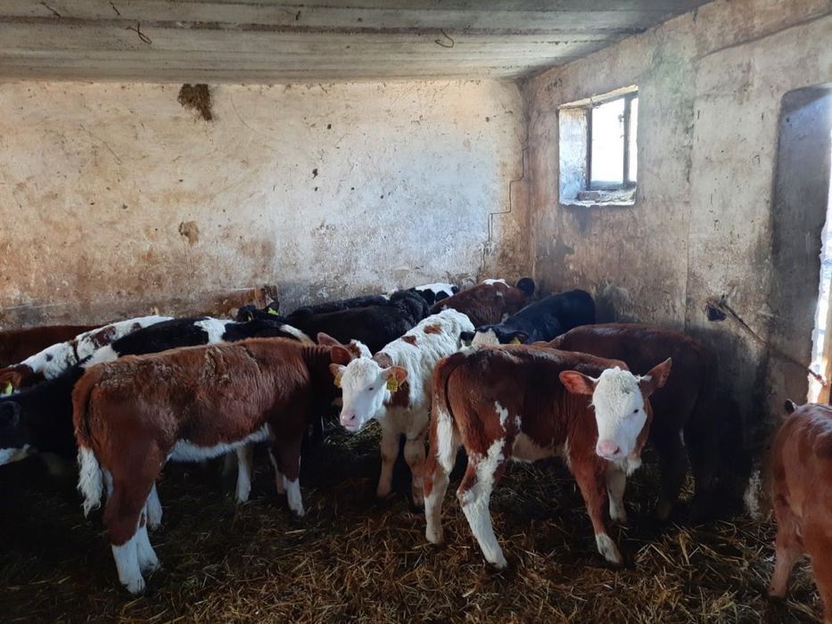 Byczki miesne oraz jałówki