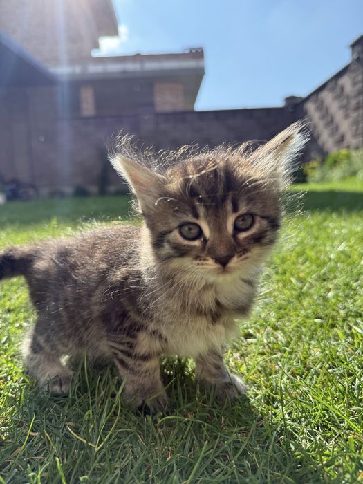 Кошенята маленькі 1.5місяців