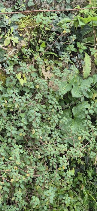 Limpeza de mato e erva