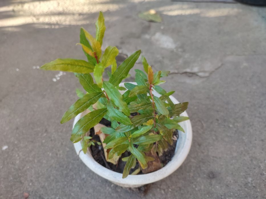 Сансевиерия , тешин язик та інші