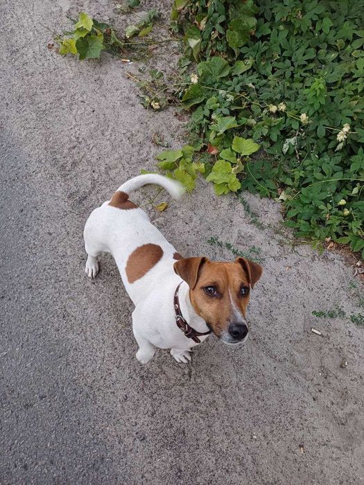 В’язка Джек Рассел Терьер