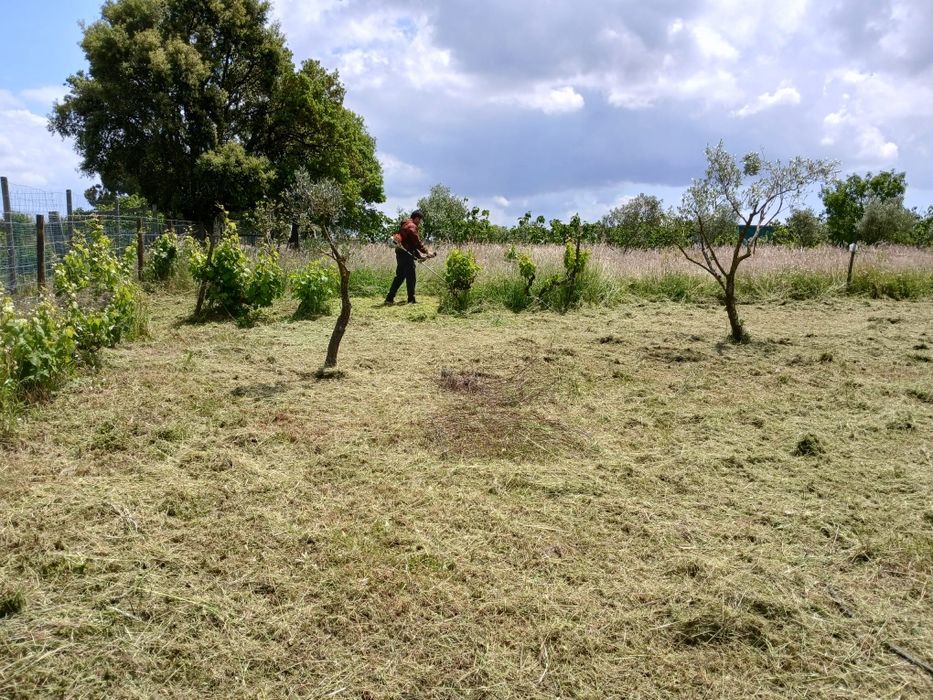 Limpeza de terrenos com roçadora