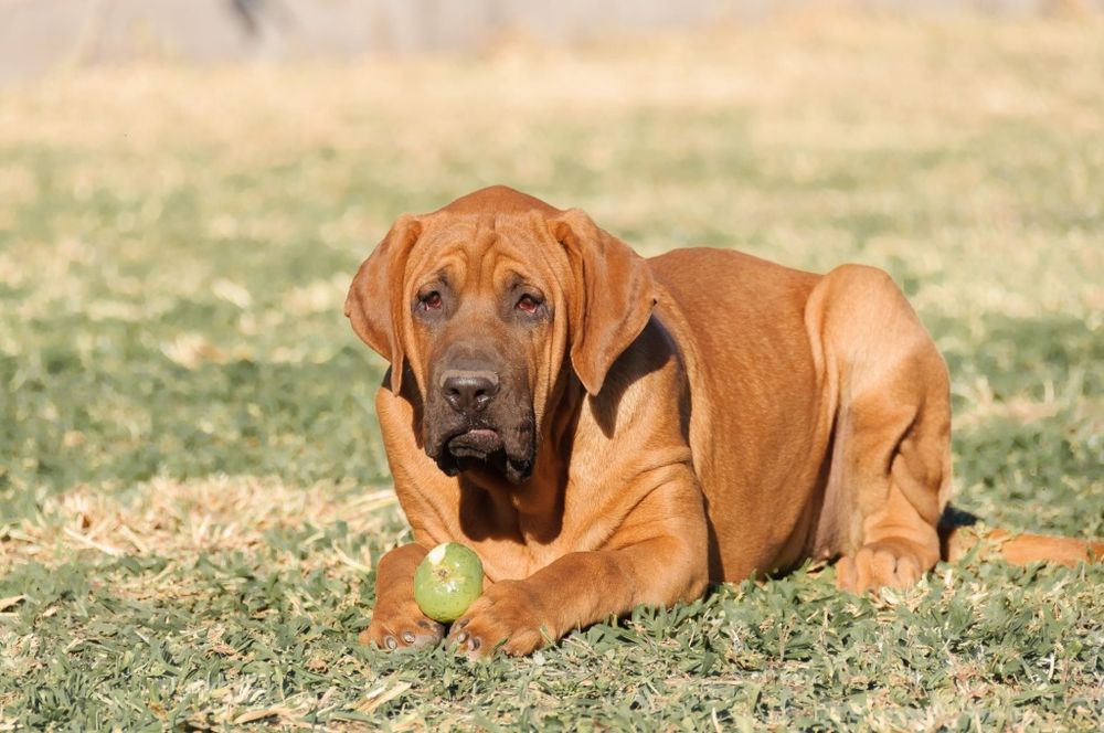Підрощені Тоса Іну - японський мастиф