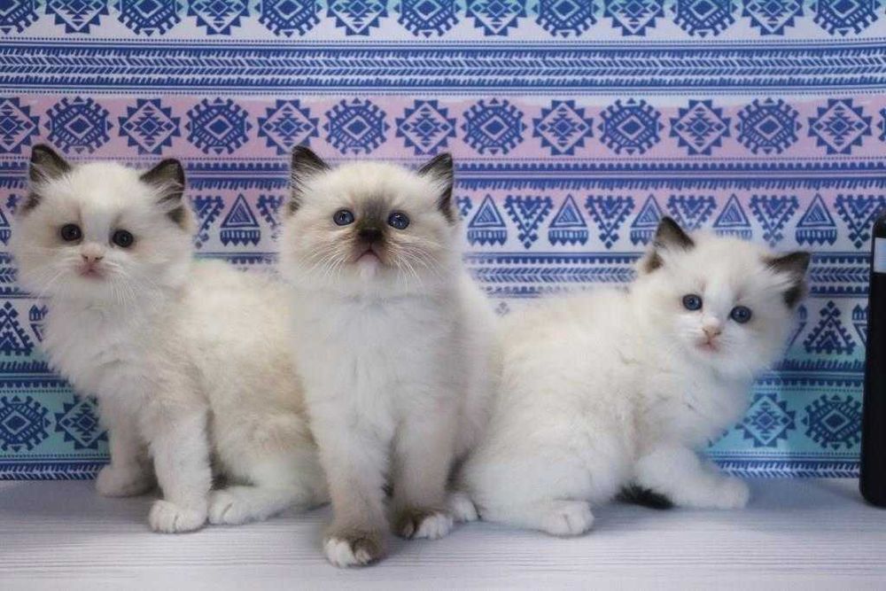 Чудові кошенятка регдол-блакитноокі)