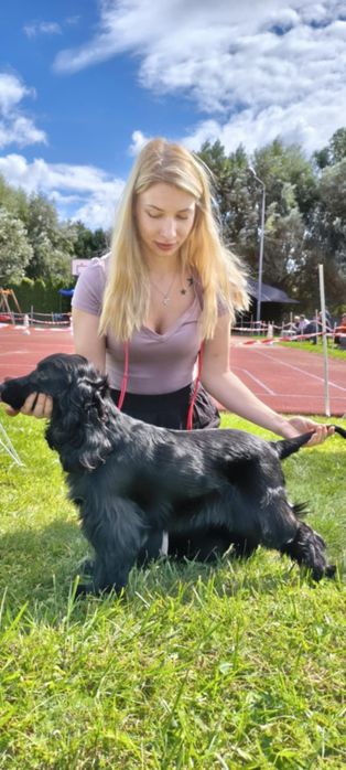 Ostatni dwaj chłopcy Cocker spaniel angielski
