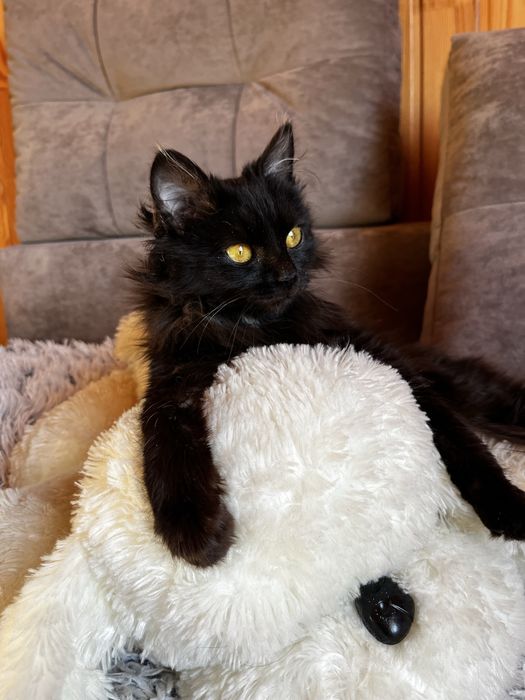 Кошенчтко хлопчик в добрі руки