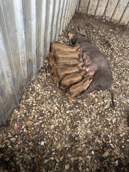 Leitões-Javali/Pietran/Duroc