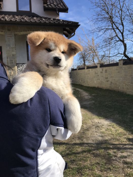 Акіта іну, дівчинка, 4 щеплення, 5 місяців