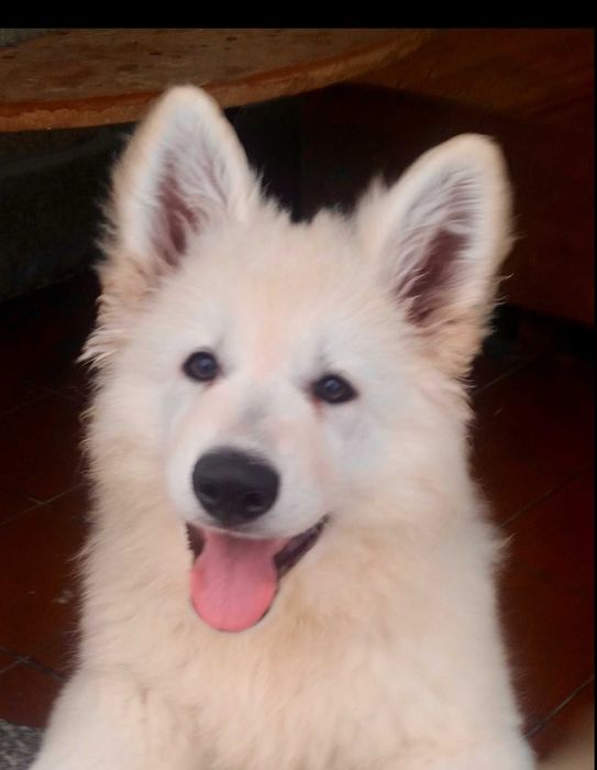 Cachorro de Pastor Branco Suíço