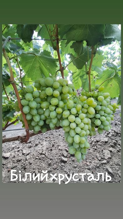 Чубуки винограду гарних, смачних сортів по 10-50грн