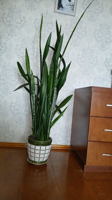 Тещин язик (сансенвієрія) 150см