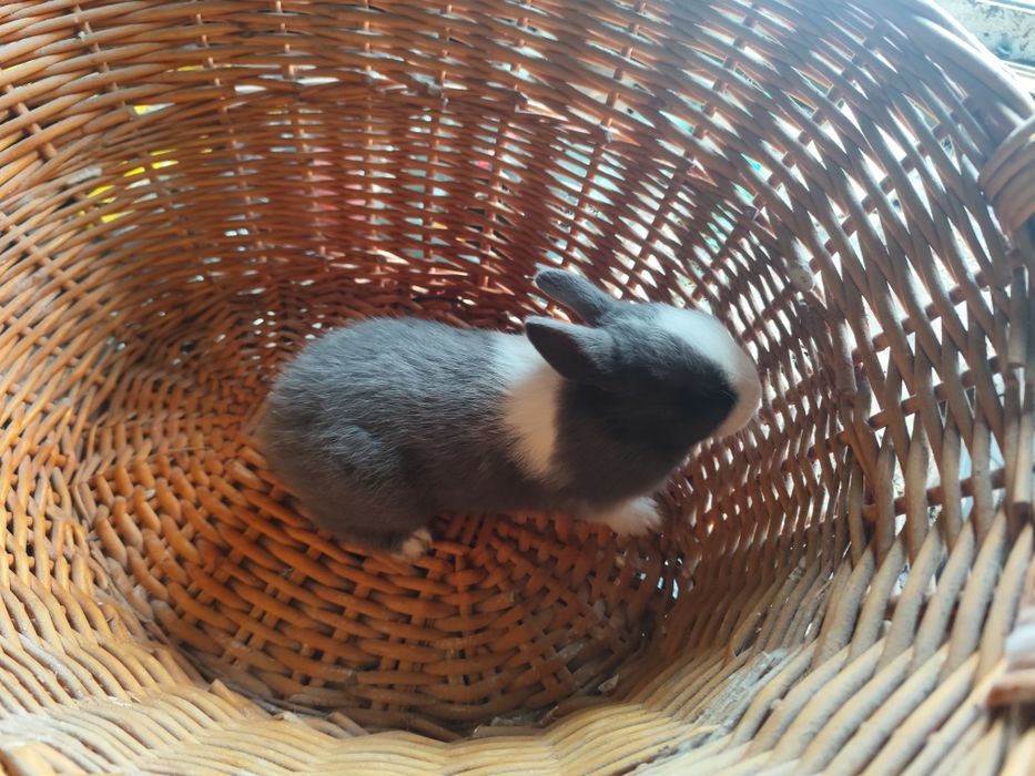 Coelhos anões holandês